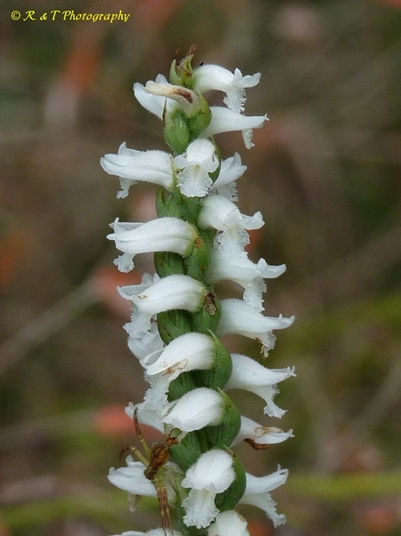 {Spiranthes cernua}